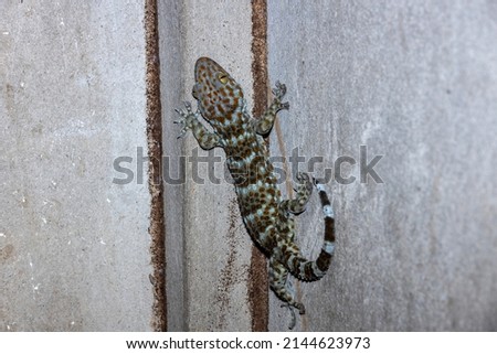 Gecko on the concrete wall