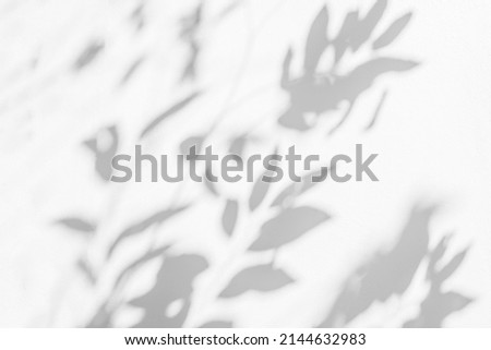 Leaves shadow and light background. Natural leaves tree branch shadows and sunlight dappled on white wall texture for background wallpaper and any design
