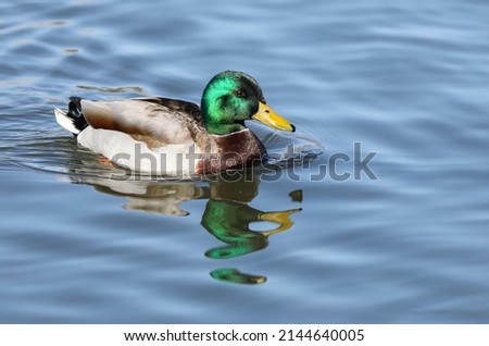 Male mallard duck at Keuntze Lake, Belmar Park, Lakewood, Colorado.
