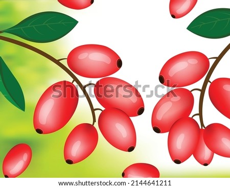 Red barberries with leaves, Goji berries are nutritional and medicinal fruit that contains berberine Royalty-Free Stock Photo #2144641211