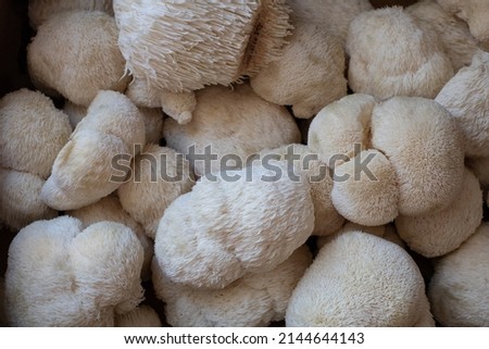 Harvested fresh Lions mane mushrooms closeup backdrop macro Royalty-Free Stock Photo #2144644143