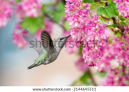 beautiful colourful hummingbird with pink flower bunch Royalty-Free Stock Photo #2144645511