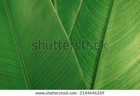 Natural green organic leaf textured background. Tropical stylish banana foliage plant decorating abstract.
