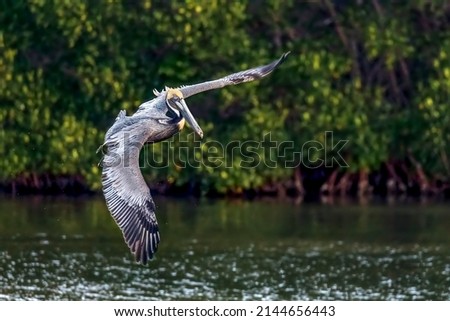 A beautiful and graceful brown pelican bird in flight soars over a mangrove pond at Ding Darling National Wildlife Refuge on Sanibel Island, Florida. Royalty-Free Stock Photo #2144656443