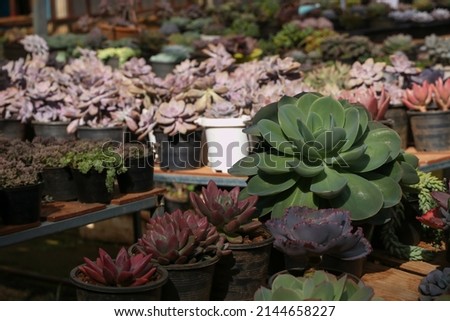 Colorful succulent plants in the garden. Collection of various succulent plants. (Close-up of succulent plants)