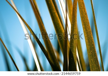 Natural plant green leaves, beautiful close up  Royalty-Free Stock Photo #2144659759