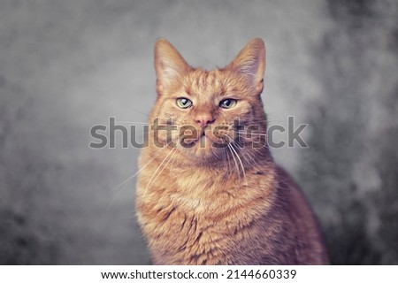 Ginger cat making a face and looking sad at camera.