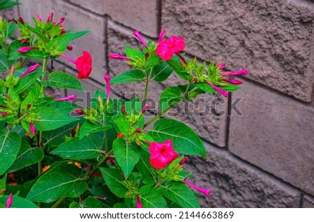 Mirabilis jalapa or The Four o’ Clock Flower with water drops after rain in the night .Natural wallpaper. Beautiful background for design. Soft selective focus .