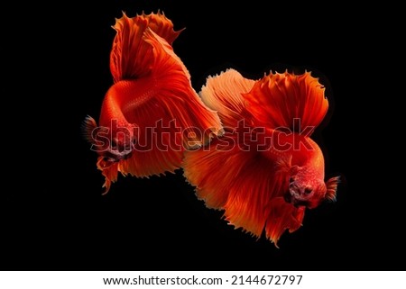 Pictures of colorful betta fish in Thailand that have been developed species