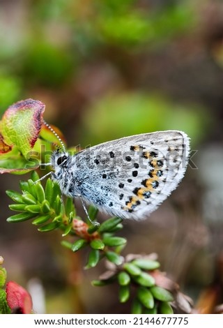 Northern blue butterfly resting - Plebejus idas