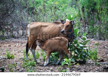 Mother Cow and Her Baby