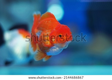 A  fancy oranda goldfish swims in a freshwater glass tank to feed, isolated on a blue background.