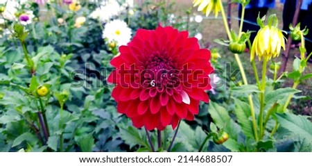 Beautiful red Dahlia flower. Selective focus.