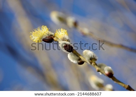 Pussy willow flowers on tree branch on blue sky background. Spring forest, catkins for Easter holiday