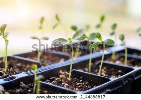 Young Aster seedlings growing in a propagation tray. Spring gardening background. Royalty-Free Stock Photo #2144688817