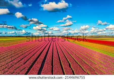 Tulip growing farm on a clear sunny day. Tulip flowers field. Tulip field under blue sky clouds. Beautiful tulip flower field landscape Royalty-Free Stock Photo #2144696755