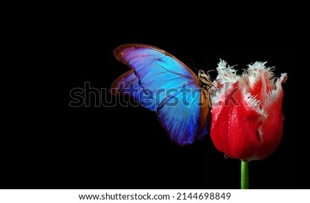 bright blue tropical morpho butterfly on red tulip flower in water drops isolated on black. butterfly on a flower. copy space