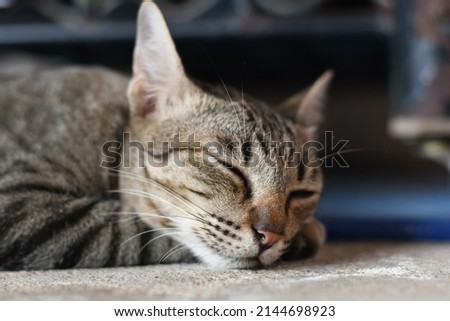 Picture of a sleeping mammal cat in the daytime. 