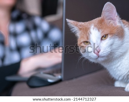 In the frame, a funny funny white domestic cat with red spots squints, in the background there is a blurred focus of a girl working at a laptop. Remote work, freelancing and pets.