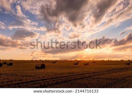 A field with golden haystacks with a cloudy sky at sunset or sunrise. Procurement of animal feed in agriculture. 