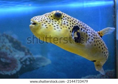 Yellow Arothron meleagris, golden puffer guineafowl puffer fish underwater. Yellow tropical fish. fugu fish. Yellow Blackspotted (or Dog Faced) (Arothron nigropunctatus) in Aquarium tank Royalty-Free Stock Photo #2144733479