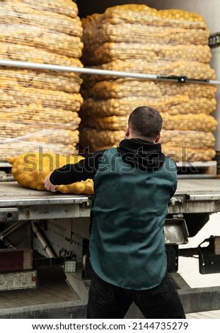 worker loads potatoes into a truck. clean potatoes in bags stacked in the car and waiting to be sent. man shifts a bag with potatoes. vegetable delivery service
