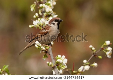 The  male Eurasian tree sparrow, Passer montanus, perching in the spring on a blossomed branch of a plum tree, may. Cute, funny, small songbird, natural, sunny  environment in village summer. Cute.  Royalty-Free Stock Photo #2144736617