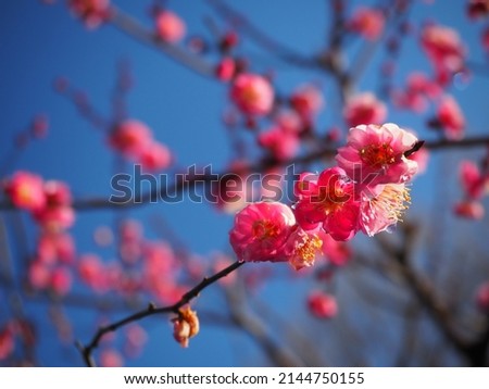 Pictures of pretty pink plum blossoms
