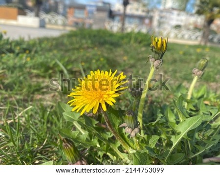 yellow daisy  in a sunny spring day which is named as Euryops Pectinatus in Latina language