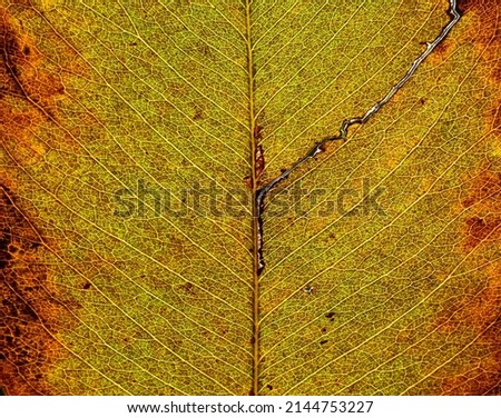 close up autumn leaf texture, leaf of Golden shower ( Cassia fistula L. )