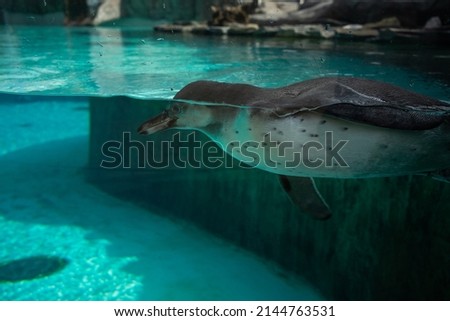 cute penguin swims in the pool with blue water. High quality photo