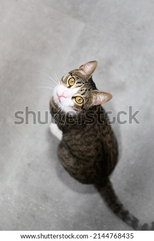 Close-up of cat with white nose and green eyes. White whiskers. Tiger hair. Looking upwards, zenithal. From above. From the ground. Light background. Vertical.