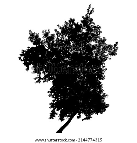 Silhouette of deciduous tree on white background.