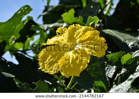 Sponge Gourd Flower, Zucchini Flower, isolated picture 