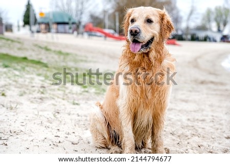 Portrait of adorable dog golden retriever breed outdoors after swimming