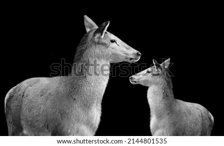 Beautiful Mother And Baby Deer On The Black Background