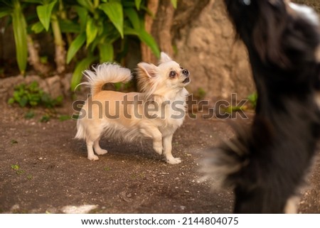Little dog breed Chihuahua in nature