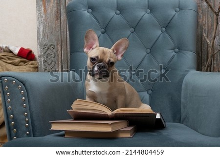 French bulldog dog sits in a cozy chair in the living room and carefully reads a book. Studio photography of a reading dog.