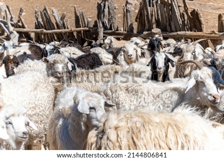 Corral of chivas (goats) in patagonia Argentina.