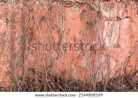 A dried climbing plant against a pink cracked wall with smudges. Artistic background photo