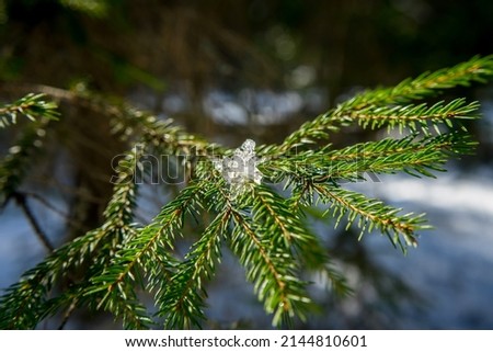 Blue Spruce with drops of snow melting, macro. High quality photo