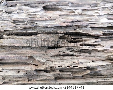 The texture of the logs that have dried and formed small cavities
