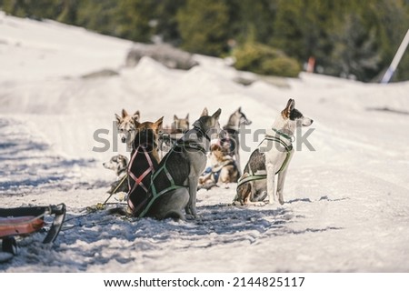The sleds pulled by dogs in the snowy landscape of Grau Roig, Encamp, Andorra.