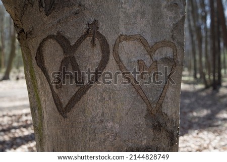 Hearts shape carved into a tree