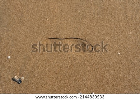 a sandy beach marked with footprints Royalty-Free Stock Photo #2144830533
