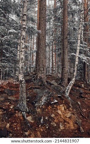 Birch and pine trunk in the winter forest. Carpathian mountains, Ukraine.
