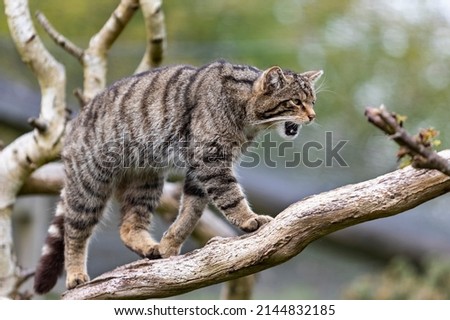 Stunning stalking Scottish Wild Cat Royalty-Free Stock Photo #2144832185