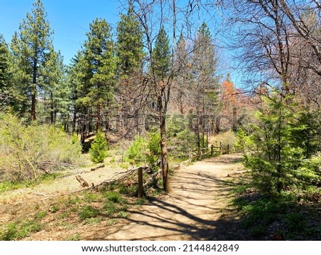 a sunny clear forest hiking trail nature woodland park walking path hillside trees landscape
