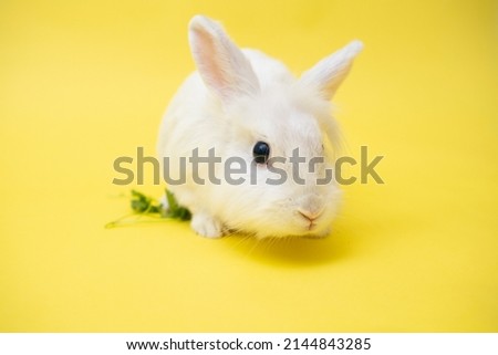 A cute white rabbit sits cutely on a yellow background with copy space. Happy Easter. Charming pet. Easter greetings. Animal care. High quality photo