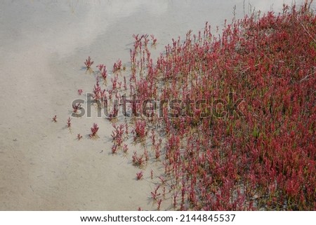 Red leaves of suaeda japonica on mud flat at low tide near dinosaur egg fossils sites near Hwaseong-si, South Korea 
 Royalty-Free Stock Photo #2144845537